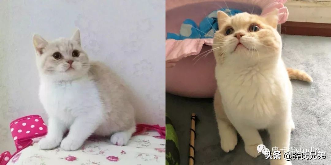 可爱小奶猫刚生出成长日记,一只小奶猫的成长过程