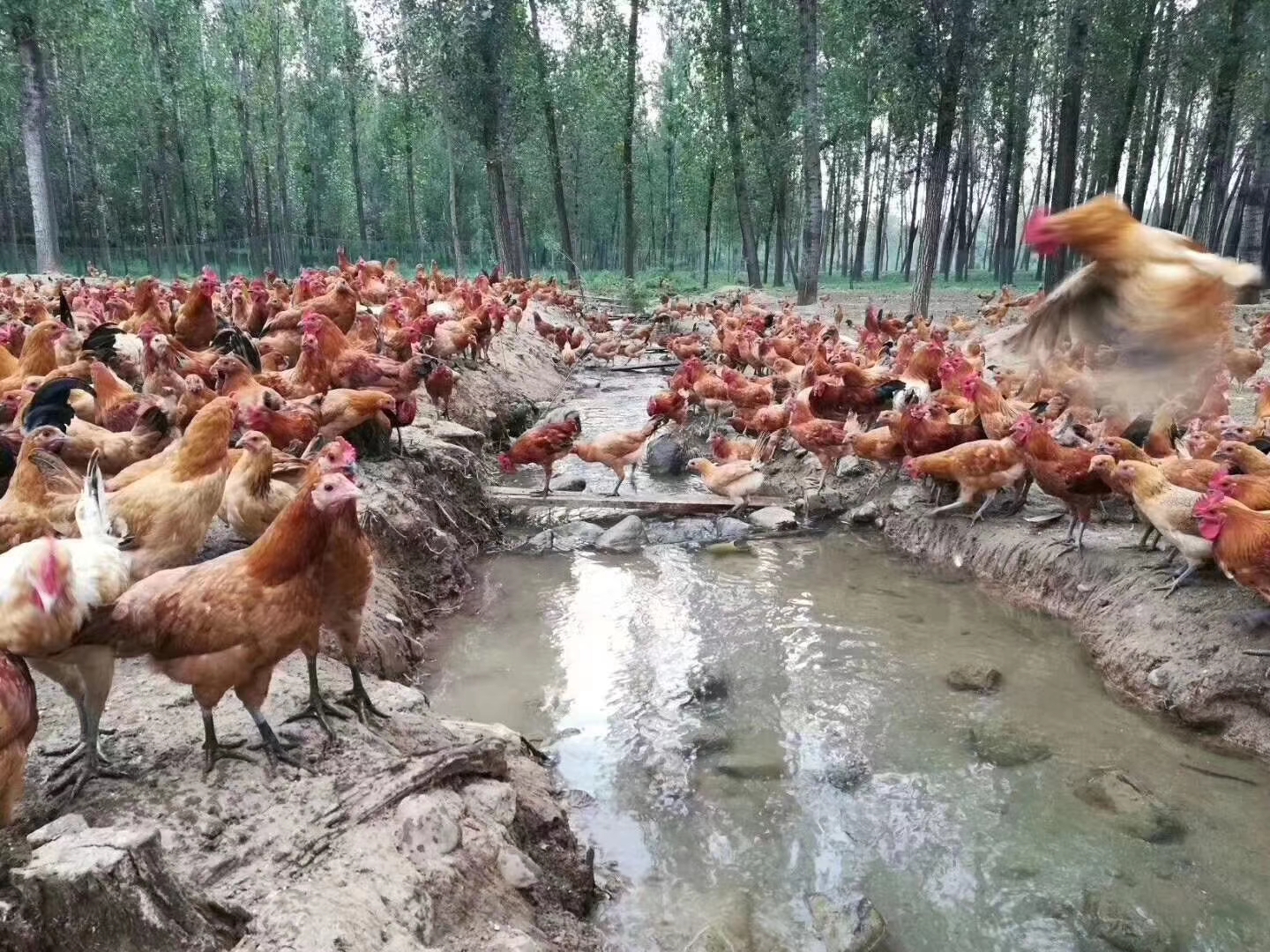 鸡痘的症状及防治方法,鸡痘的最好预防方法