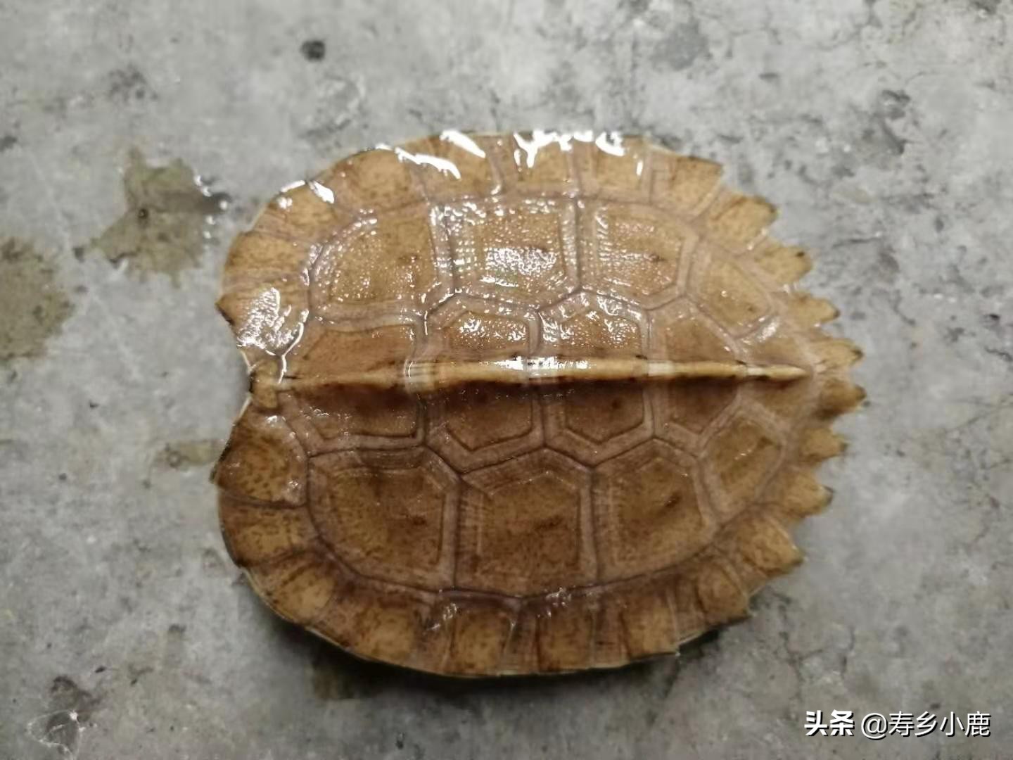 新手养龟苗怎么养活,幼龟龟苗应该怎么控制饮食