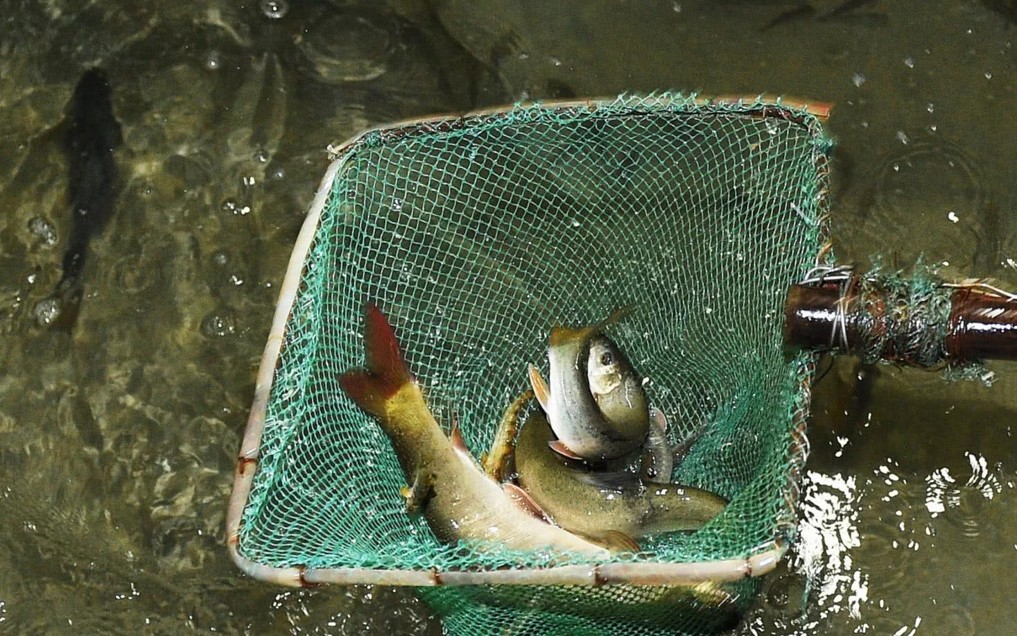 内河鱼泉之谜完整版免费,鱼泉之谜全集解说完整版