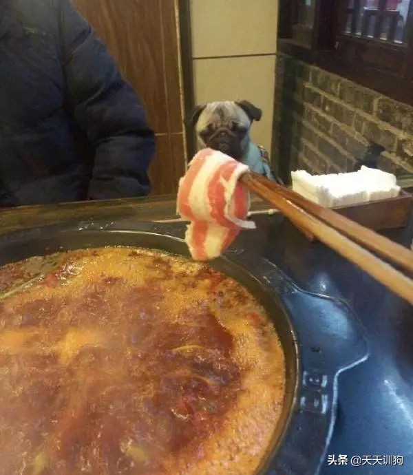 网友带狗狗回家过年,网友带狗狗去哈尔滨