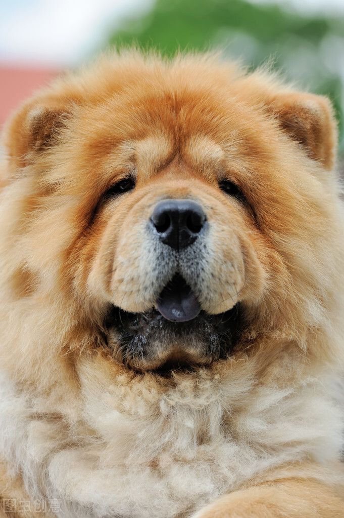 生活中松狮犬的养护须知是什么,松狮犬该怎么养这篇文章为你解读