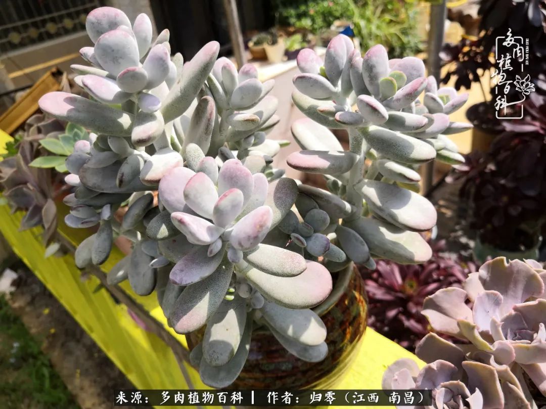 人生转个弯,在小院遇见落入凡间的多肉小精灵