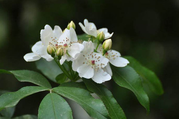 开到荼蘼花事了麝月,开到荼靡花事已尽
