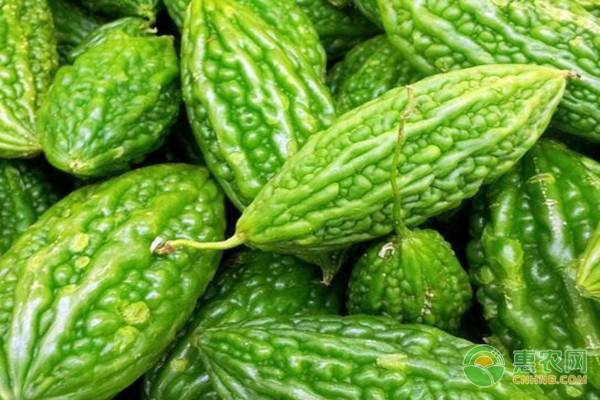 苦瓜不结瓜的原因及预防方法,如何预防苦瓜开裂