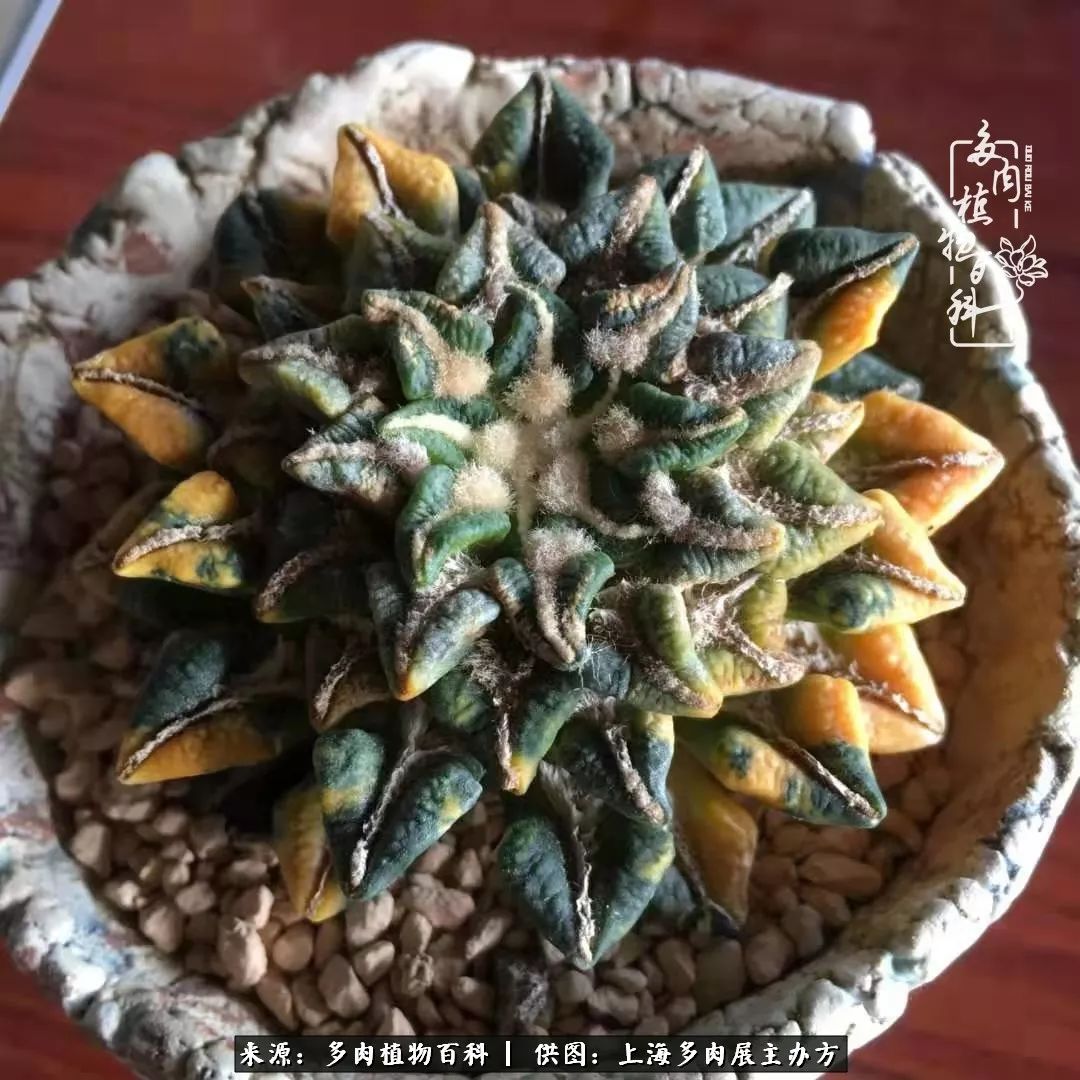 2023多肉展会直播,2023上海多肉植物展