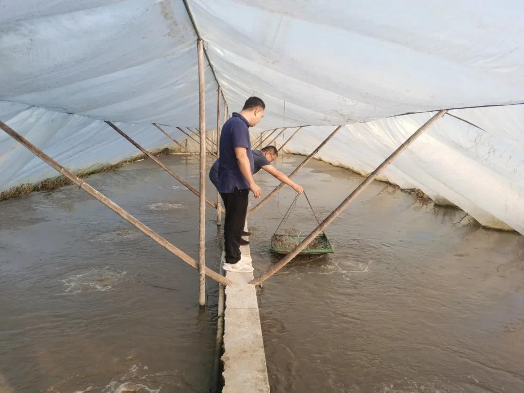 2019南美白对虾养殖形势,2021南美白对虾病害