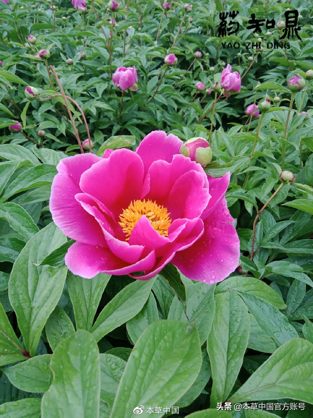 【本草百科·药知鼎——白芍】朵腴花硕，不止于美丽的外表