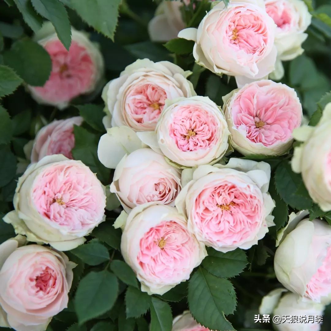 四月最浪漫的蔷薇花,最浪漫的四月花