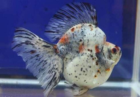 十大新手好养的冷水鱼,十大适合新手养的南方小型冷水鱼