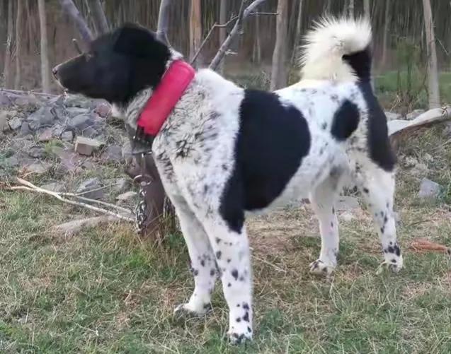 太行犬vs各大猛犬,太行犬vs虎斑犬