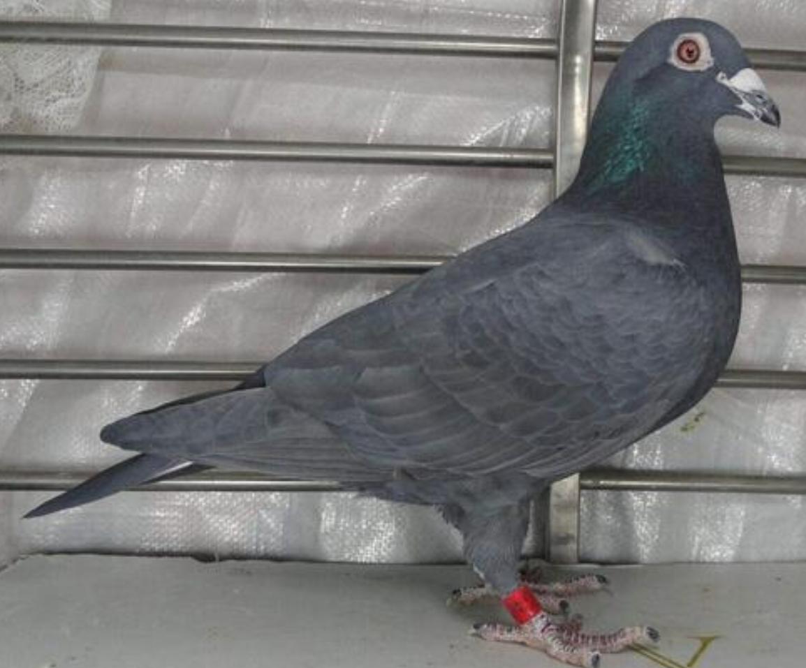 鸽子喂药后多久见效,鸽子喂什么排毒