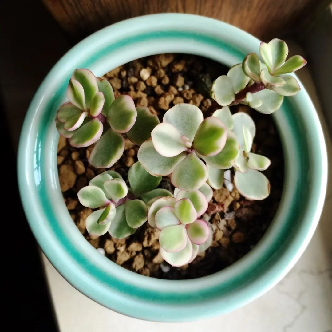 雅乐之舞多肉怎么开花,雅乐之舞多肉怎么才会开花