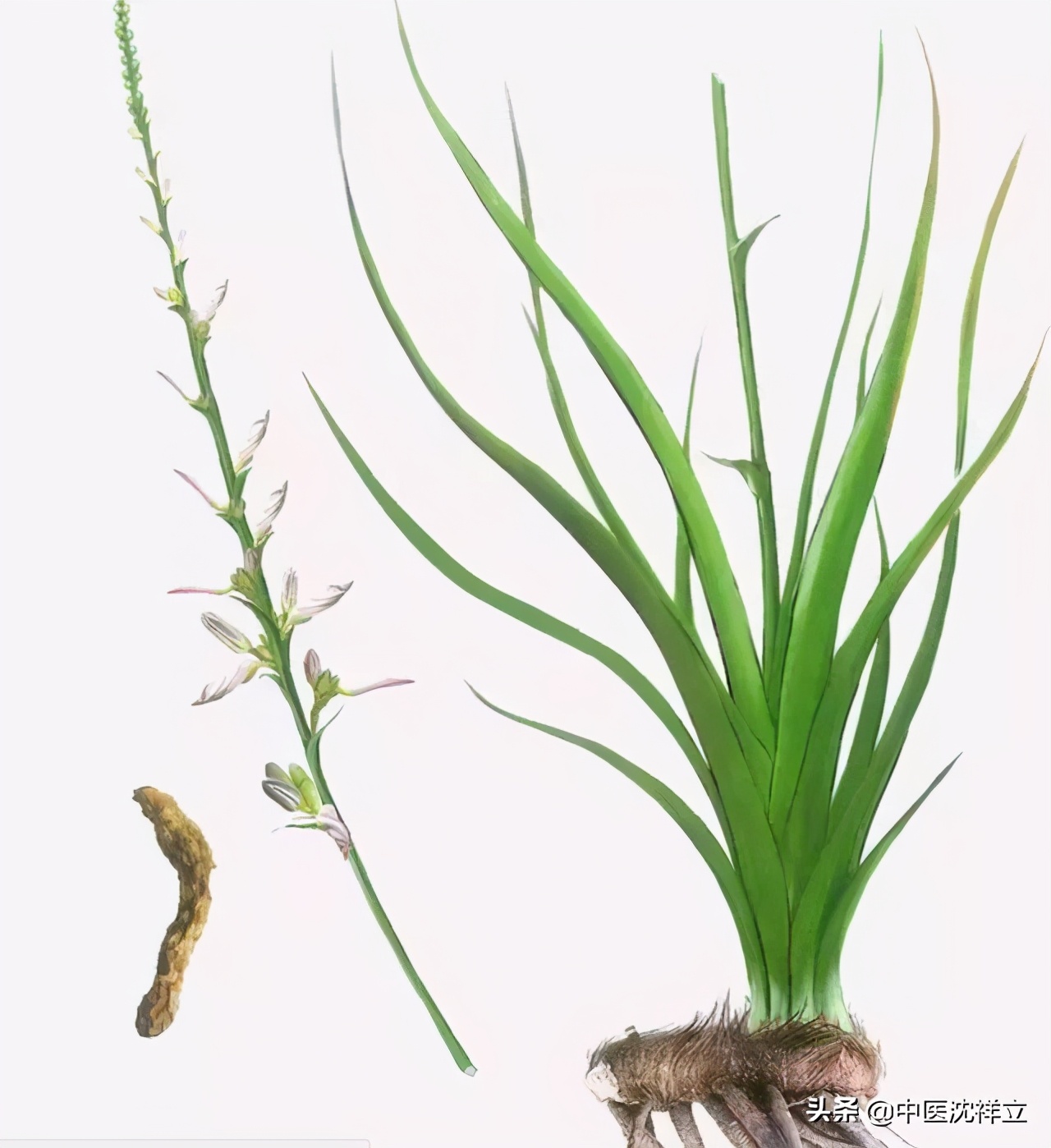 中药漫谈｜知母虽能滋阴润燥，但苦寒之品，只宜实热证，不可误用