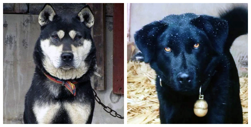 带你认识中华田园犬之五红犬,常见的中华田园犬有哪些