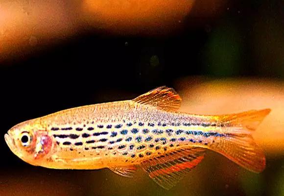 灯鱼草缸造景教程,草缸造景养什么鱼