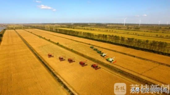 水稻亩产创世界纪录,超级水稻今年的产量