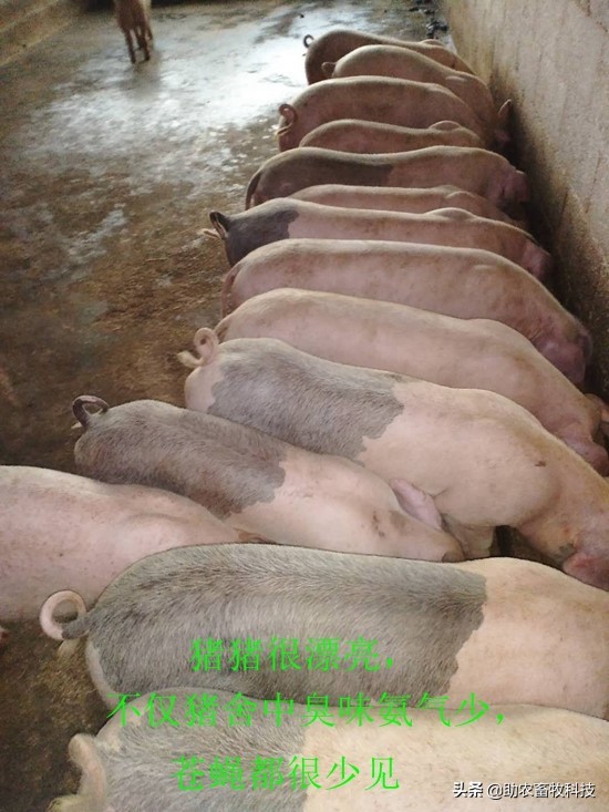 猪场感染非瘟要多久才能重新养猪,非瘟弱阳性猪场可以复养