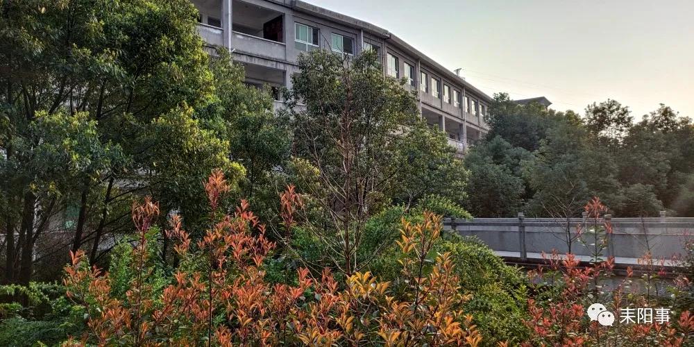 迎接校园里的百花齐放,教室窗外百花齐放