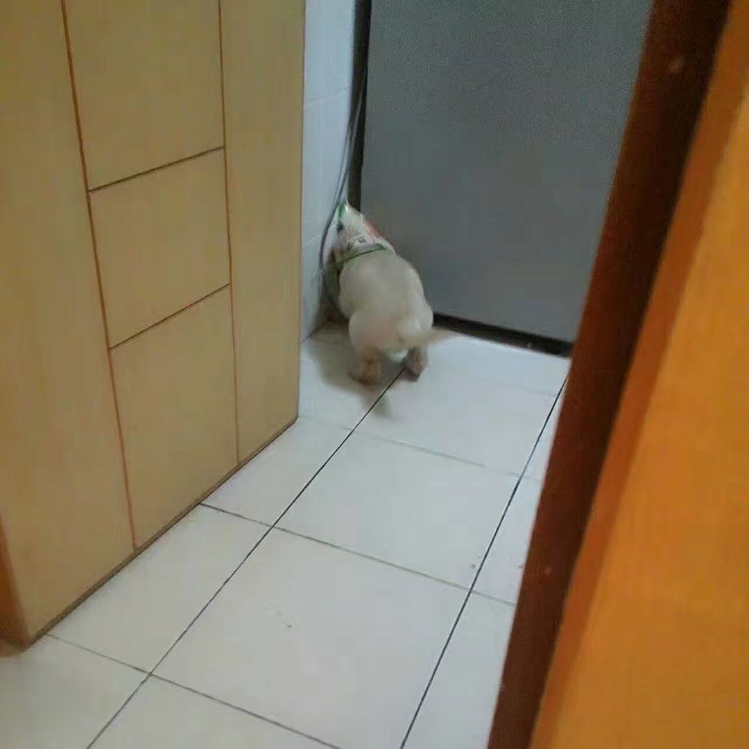 对不起我又想你了,对不起我又想你啦完整