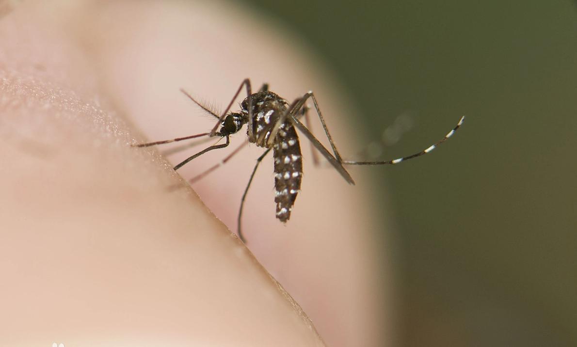 三种常见蚊子咬的包如何快速止痒消除，三种被叮的包要分清楚