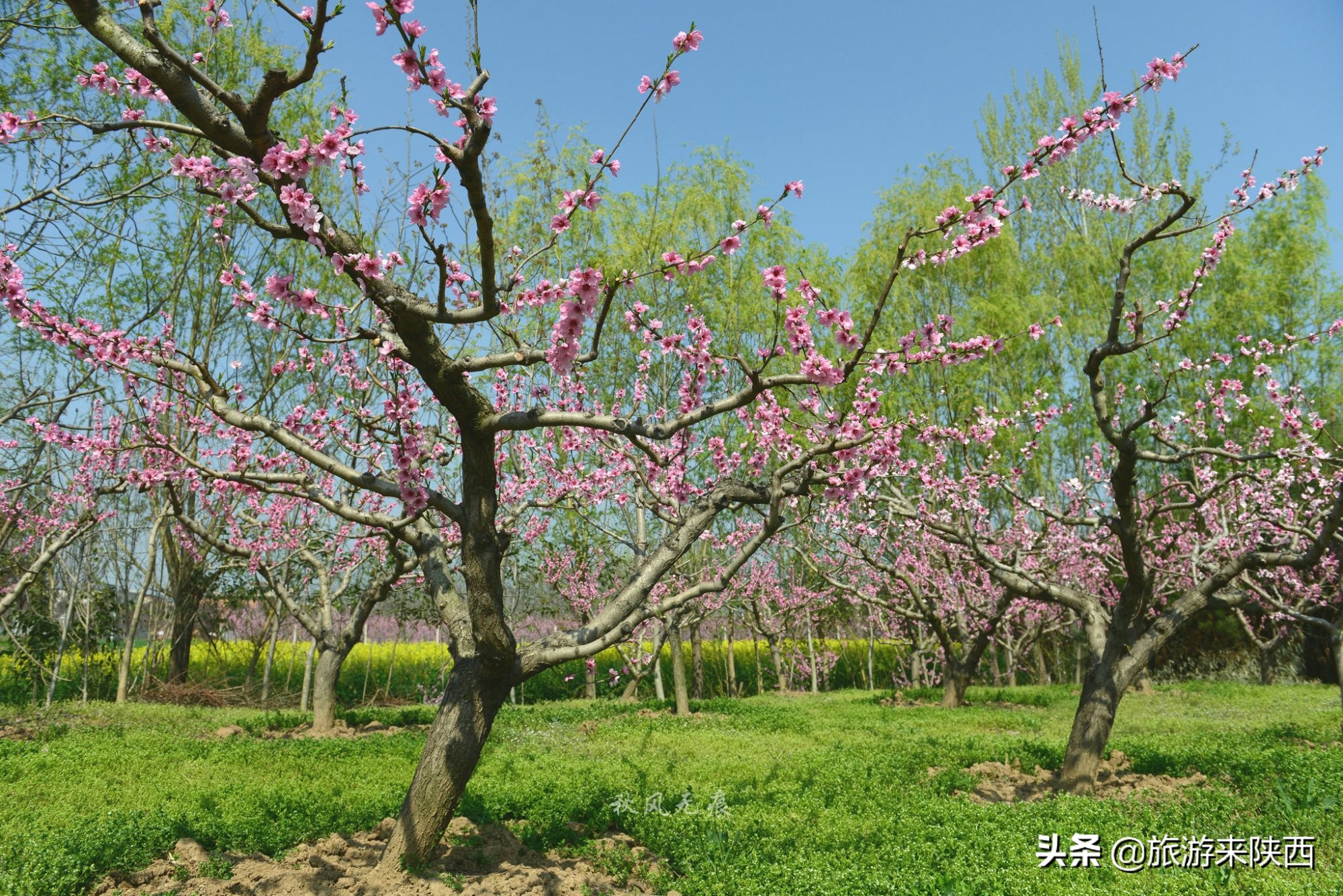 长安区王莽千亩桃园,西安王莽万亩桃花源