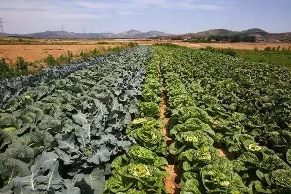 有机农业未来发展思路,有机农业的发展目标和成效