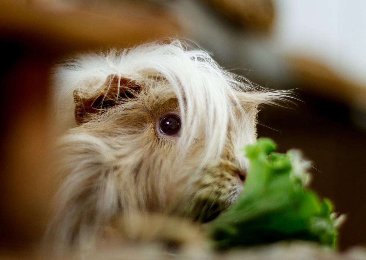 听说过仓鼠，那你见过长毛鼠吗？网友：长得太有气质了