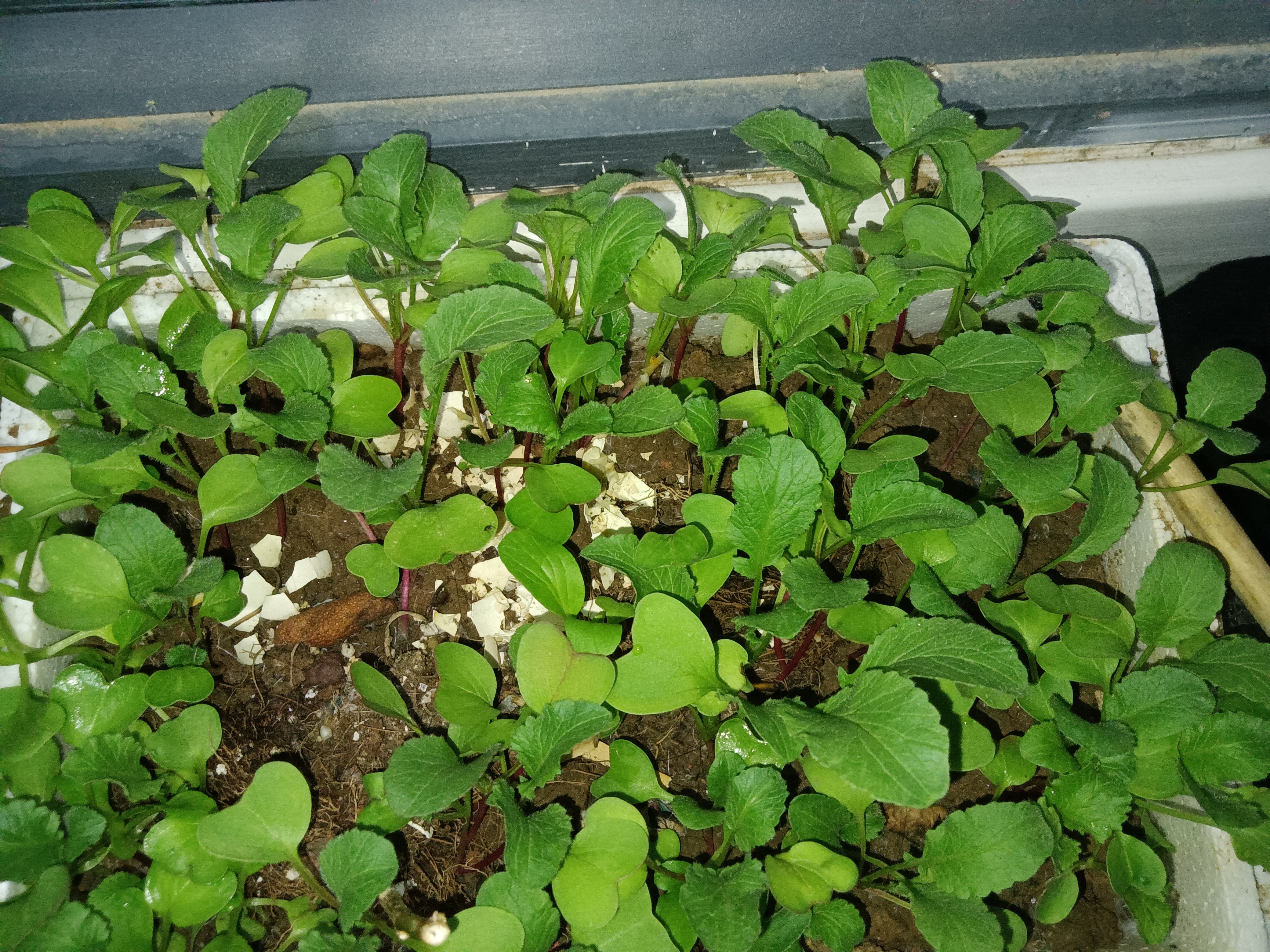 阳台种菜自制营养土最简单方法,营养土阳台种菜方法有哪些