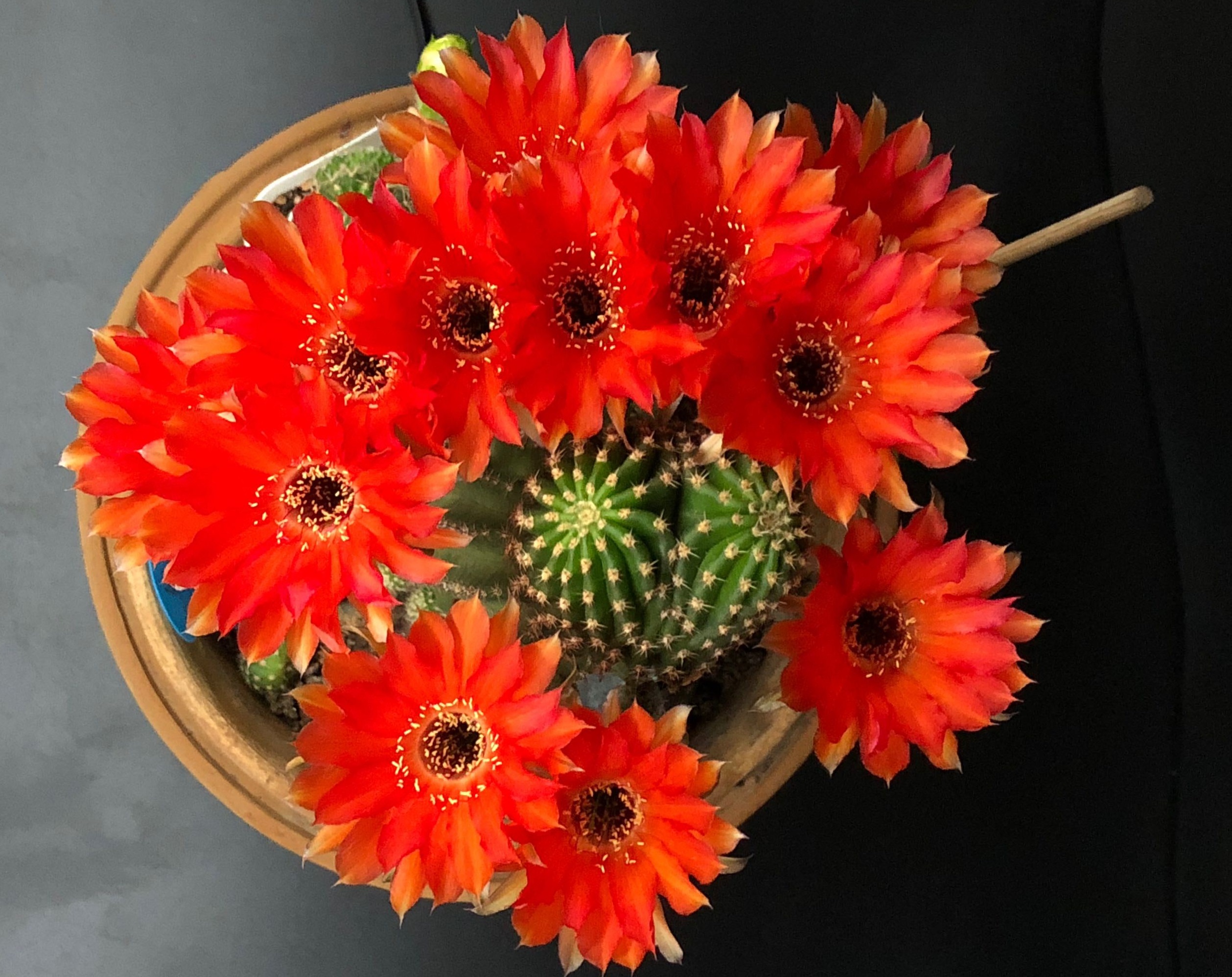 春天养仙人球，养棵黑金刚吧，号称开花劳模，花大美丽，香气馥郁