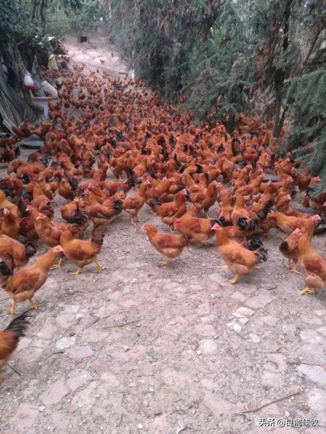 鸡禽流感症状及治疗,鸡得了禽流感用什么药治疗