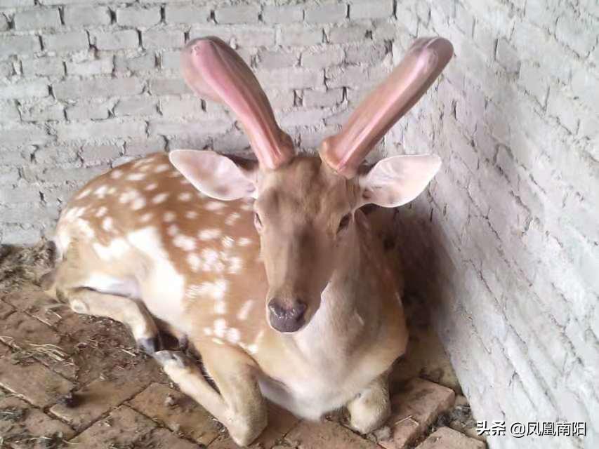 丁长伟梅花鹿养殖,邓州市丁长伟梅花鹿养殖有限公司