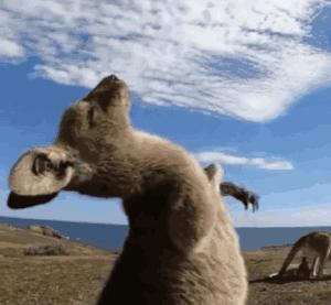 阴阳师秘闻山兔大暴走番外,阴阳师山兔大暴走秘闻