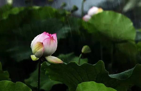 中国十大名花排行哪个是你的最爱,你知道中国十大名花是什么花吗