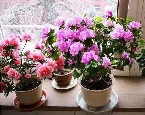 如何改善浇花水的软硬,浇花的水质比较碱性怎么改善