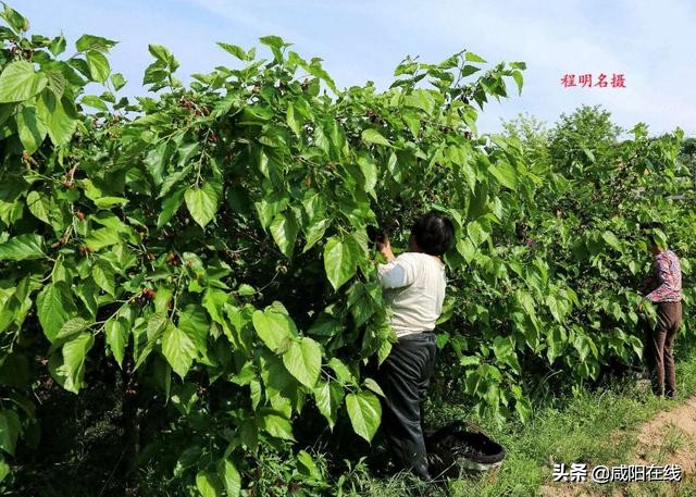 咸阳人：周末，到兴平摘桑葚走！