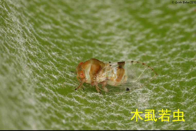 木虱的防治方法和病害有哪些,木虱类害虫的特点及防治方法