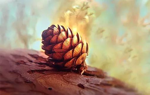 家庭精油推荐,家庭常备十种精油