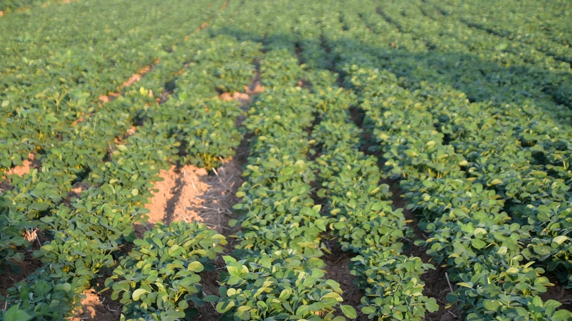 花生盖了膜怎么补肥,花生膨果期补啥肥料