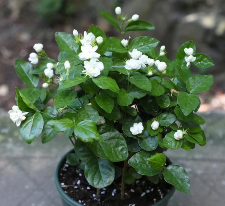 新手养花必须知道的技巧,简单实用低成本自制养花肥料