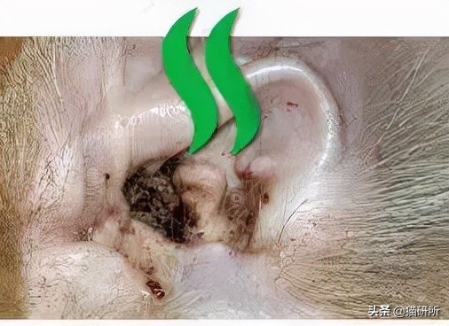 猫咪耳螨怎么治疗才能彻底好,耳螨猫咪用什么药猫咪老是乱动