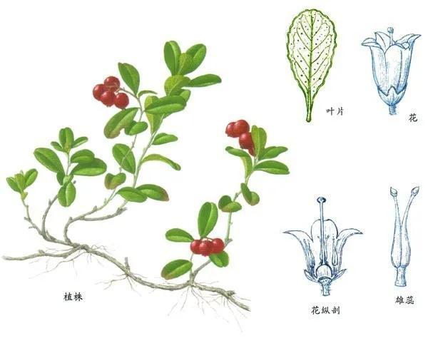 日常护肤选用什么成分的护肤品,护肤品选什么成分的比较好