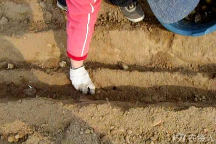 马铃薯免耕栽培技术视频,马铃薯高产栽培技术的参考文献