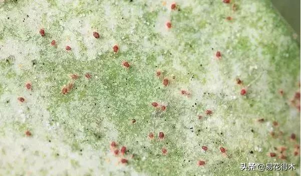 盆栽小黑飞虫怎么治,盆栽有小飞虫怎么处理