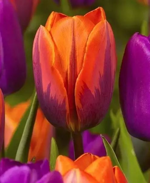 世界上最昂贵的花一朵价值1500万,世界上最高贵的花典雅图文