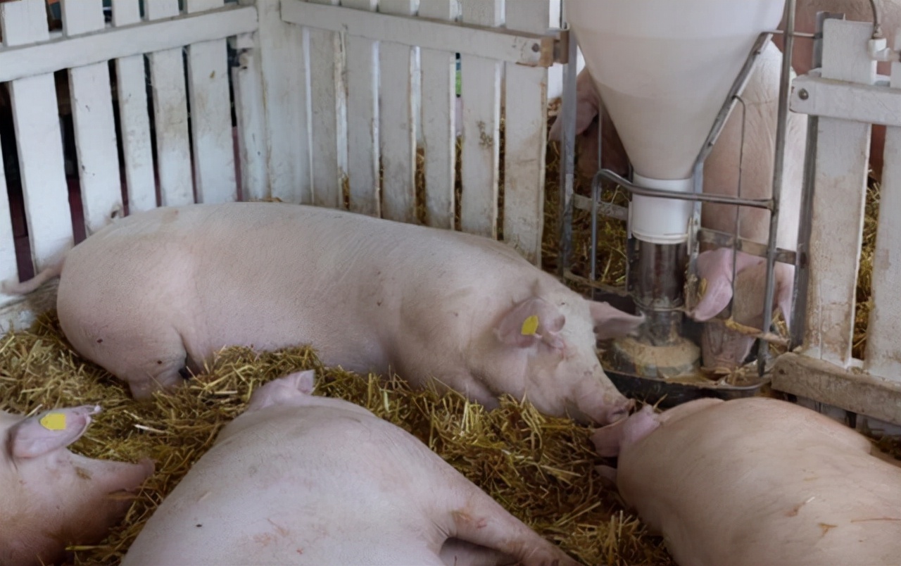 猪价17天大涨40%，猪周期提前发转，明年又是金猪年？答案来了