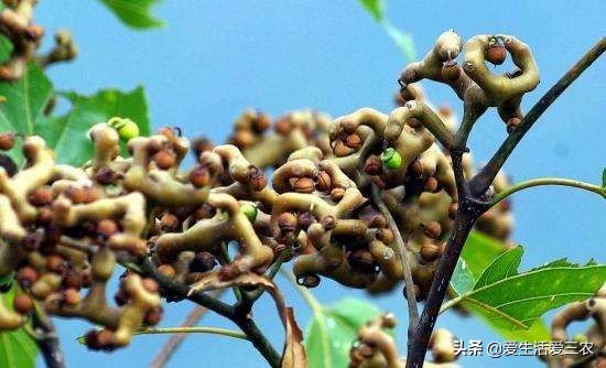 秋天田间成熟的野果,江西秋季野果