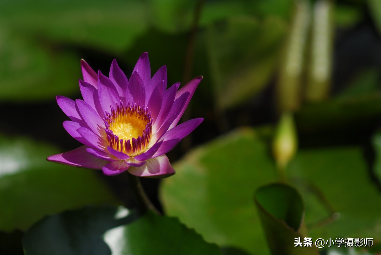 1600超长焦镜头,尼康55-1.8人像镜头