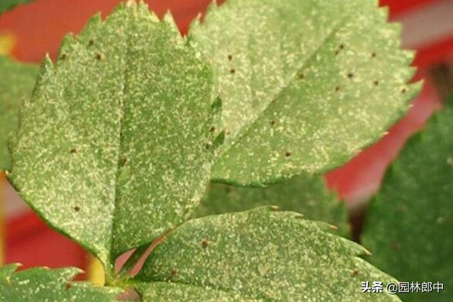 冬季有红蜘蛛需要防治吗,红蜘蛛物理防治最佳时间