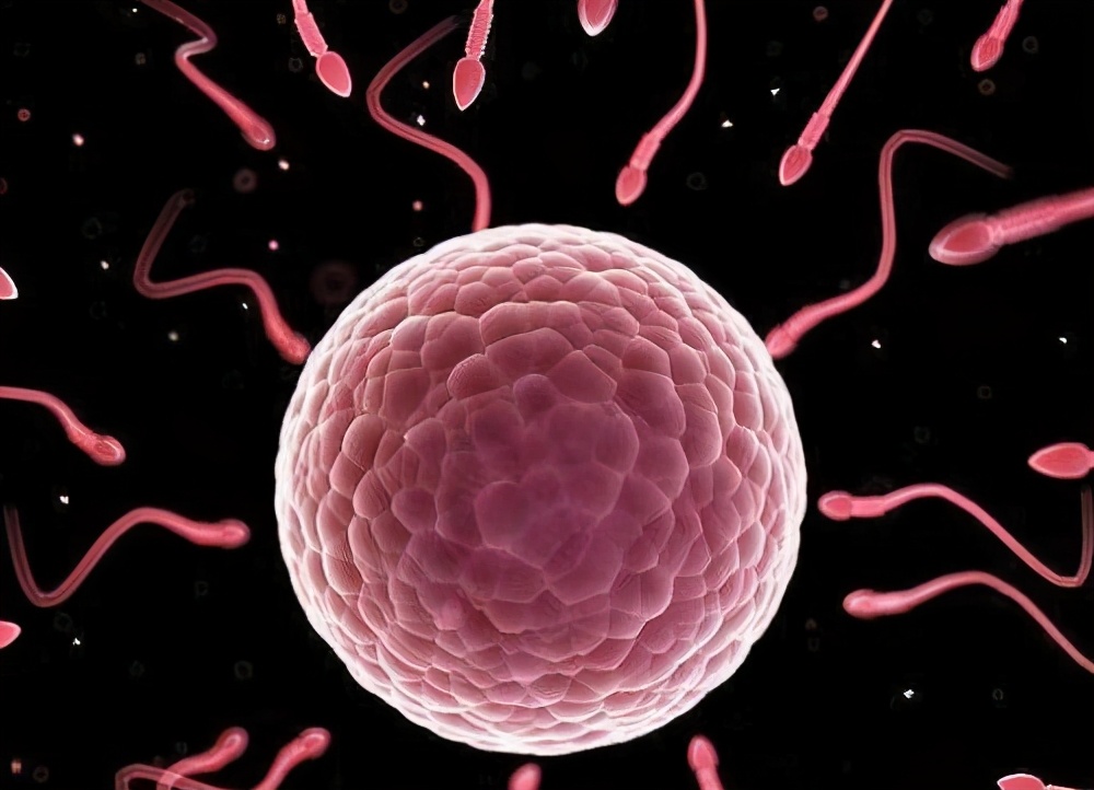 卵子和精子结合形成胚胎的过程,胚胎是卵子还是精子决定的